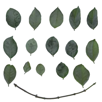 Gardenia Urvillei 1 Foliage Atlases